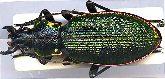 http://www.gorodinski.ru/carabus/Megodontus vietighoffi caesareus.jpg